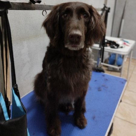 Piesek po pielęgnacji